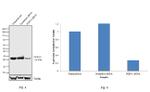 PGP9.5 Antibody