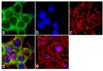 PKC zeta Antibody in Immunocytochemistry (ICC/IF)