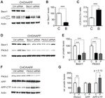 VPS34 Antibody in Western Blot (WB)