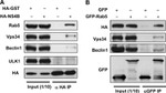 VPS34 Antibody in Western Blot (WB)