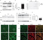 VPS34 Antibody in Western Blot (WB)