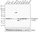 PSME3 Antibody in Western Blot (WB)