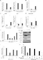 SMAD1 Antibody in Western Blot (WB)