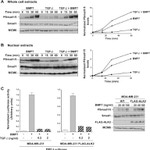 SMAD1 Antibody in Western Blot (WB)