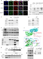 SMAD1 Antibody in Western Blot, Immunocytochemistry (WB, ICC/IF)