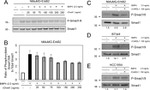 SMAD1 Antibody in Western Blot (WB)