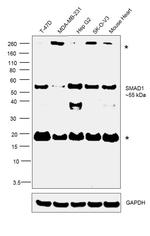 SMAD1 Antibody in Western Blot (WB)