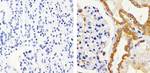 IRAK1 Antibody in Immunohistochemistry (Paraffin) (IHC (P))