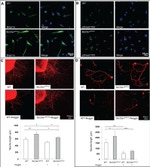 BMPR1A Antibody in Immunocytochemistry (ICC/IF)