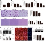 ZO-2 Antibody in Western Blot, Immunocytochemistry (WB, ICC/IF)