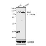 ZO-2 Antibody in Western Blot (WB)