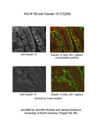 Claudin 15 Antibody in Immunohistochemistry (IHC)