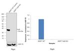 HuR Antibody