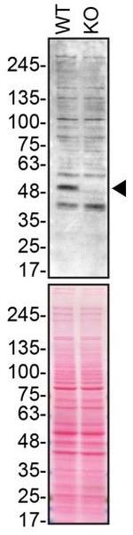 Parkin Antibody in Western Blot (WB)