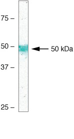 Parkin Antibody in Western Blot (WB)