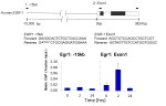 PIM1 Antibody