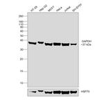 GAPDH Antibody in Western Blot (WB)