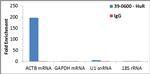 HuR Antibody in RNA Immunoprecipitation (RIP)