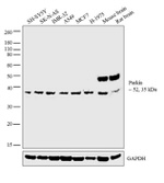 Parkin Antibody in Western Blot (WB)