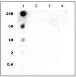 Histone H2AK5ac Antibody in Dot Blot (DB)