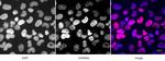 Histone H2AK9ac Antibody in Immunocytochemistry (ICC/IF)