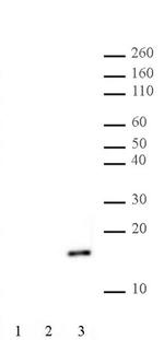 Histone H2AK9ac Antibody in Western Blot (WB)