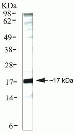 Cyclophilin A Antibody in Western Blot (WB)