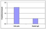 Histone H2A, acidic patch Antibody in ChIP Assay (ChIP)