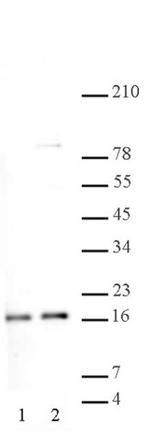 Histone H2A, acidic patch Antibody in Western Blot (WB)