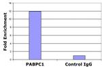 Histone H2A.Z Antibody in ChIP Assay (ChIP)