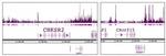 Histone H2A.Z Antibody in ChIP-Sequencing (ChIP-Seq)