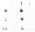 Histone H2A.Z Antibody in Dot Blot (DB)