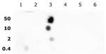 Histone H2BK16ac Antibody in Dot Blot (DB)