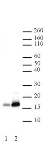 Histone H2BK16ac Antibody in Western Blot (WB)