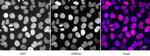 Histone H2BK5ac Antibody in Immunocytochemistry (ICC/IF)