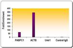 Histone H3K27ac Antibody in ChIP Assay (ChIP)