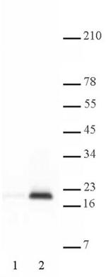 Histone H3K9ac Antibody in Western Blot (WB)