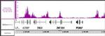 Histone H3ac (pan-acetyl) Antibody in ChIP Assay (ChIP)