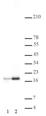 Histone H3ac (pan-acetyl) Antibody in Western Blot (WB)