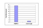 Histone H3K4me2 Antibody in ChIP Assay (ChIP)