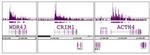 Histone H3K79me2 Antibody in ChIP Assay (ChIP)