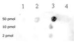 Histone H3K79me2 Antibody in Dot Blot (DB)