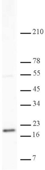 Histone H3K79me2 Antibody in Western Blot (WB)