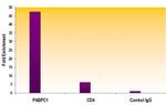 Histone H3K79me1 Antibody in ChIP Assay (ChIP)