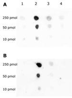 Histone H3K79me1 Antibody in Dot Blot (DB)