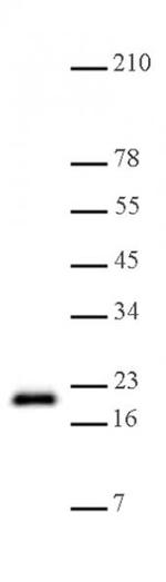 Histone H3K79me1 Antibody in Western Blot (WB)