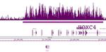 Histone H3K27me3 Antibody in ChIP-Sequencing (ChIP-Seq)