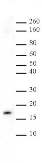 Histone H3K27me3 Antibody in Western Blot (WB)