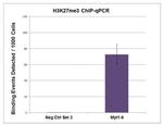 Histone H3K27me3 Antibody in ChIP Assay (ChIP)