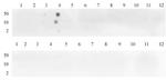 Histone H3K4me3 Antibody in Dot Blot (DB)